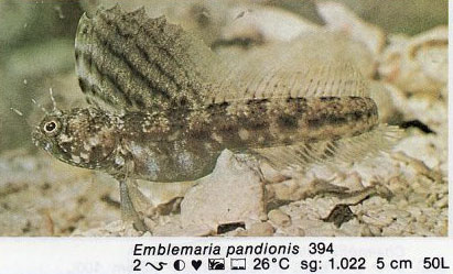 Emblemaria pandionis